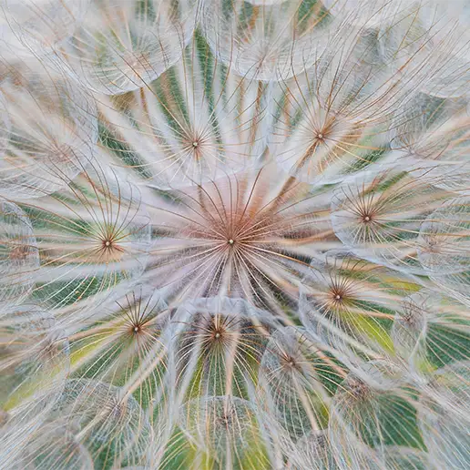 Nahaufnahme einer Pusteblume mit feinen, durchscheinenden Samenfasern, die in alle Richtungen strahlen und ein filigranes, symmetrisches Muster bilden.
